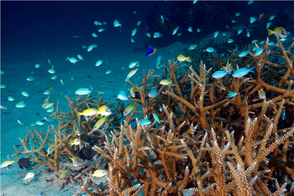 珊瑚／魚／The Residence Maldives／馬爾地夫