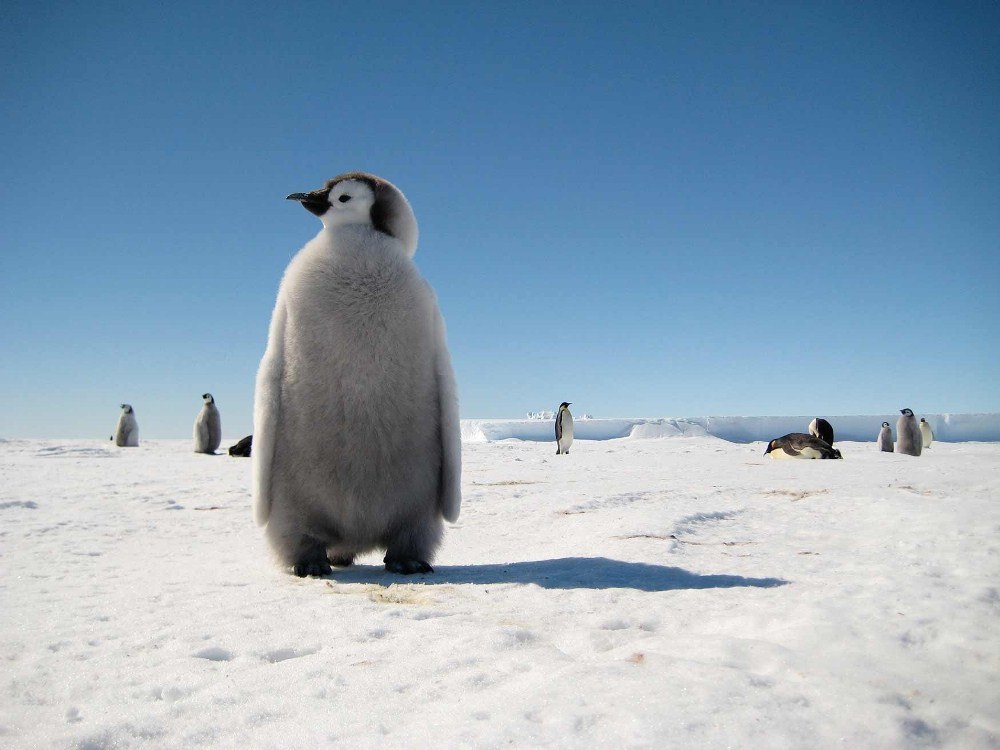 企鵝／White Desert Antarctica／南極
