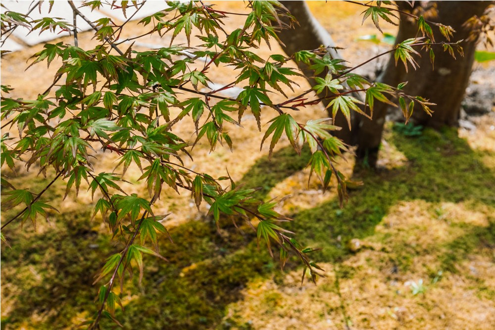 日式庭園／加賀屋別邸 松乃碧／能登半島／日本／奢華旅宿