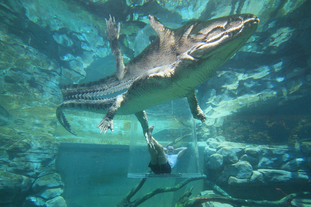 Crocosaurus Cove Darwin／達爾文／澳洲／旅遊／鱷魚