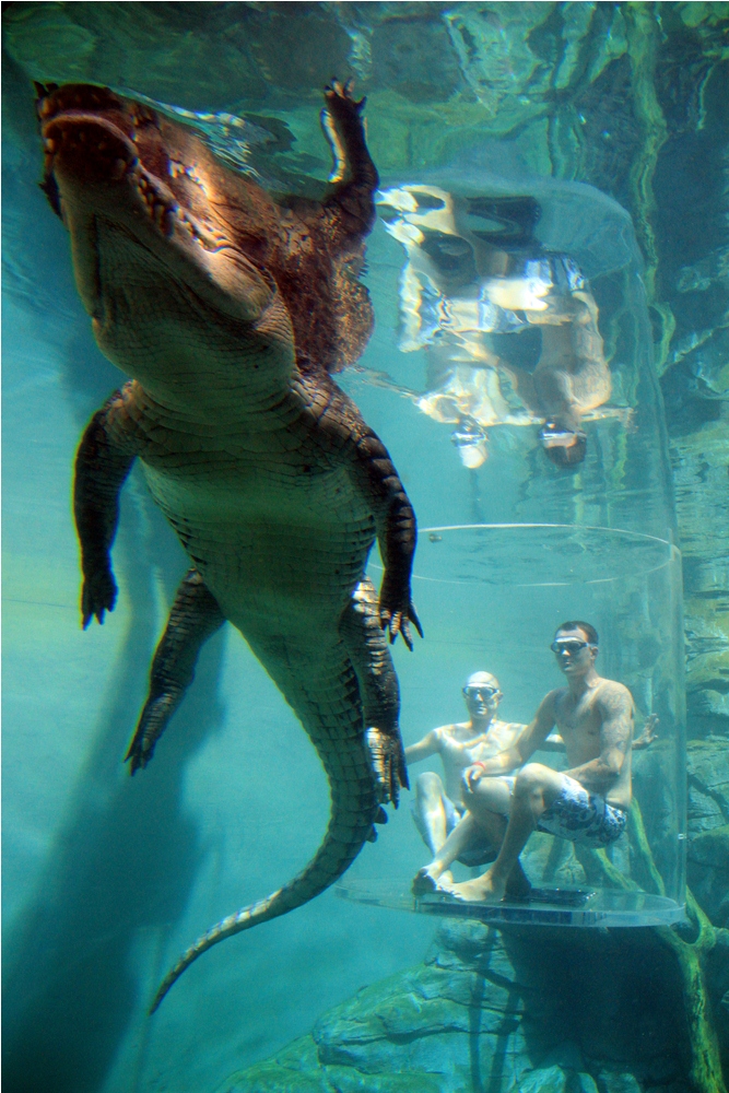 Crocosaurus Cove Darwin／達爾文／澳洲／旅遊／鱷魚