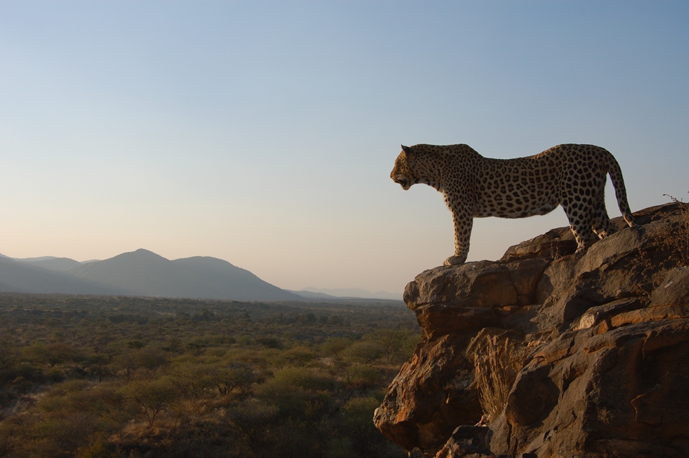 Biosphere Expeditions-Namibia／納米比亞／非洲／旅遊／獵豹