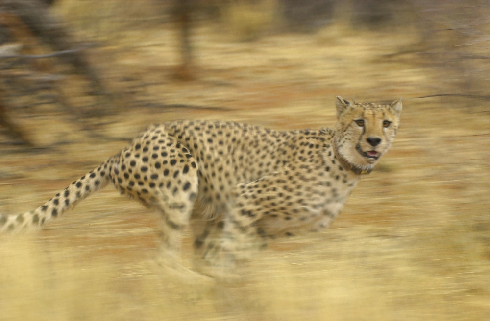 Biosphere Expeditions-Namibia／納米比亞／非洲／旅遊／獵豹