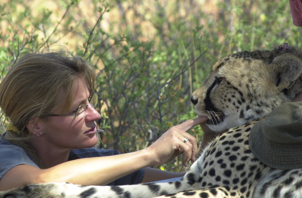 Biosphere Expeditions-Namibia／納米比亞／非洲／旅遊／獵豹