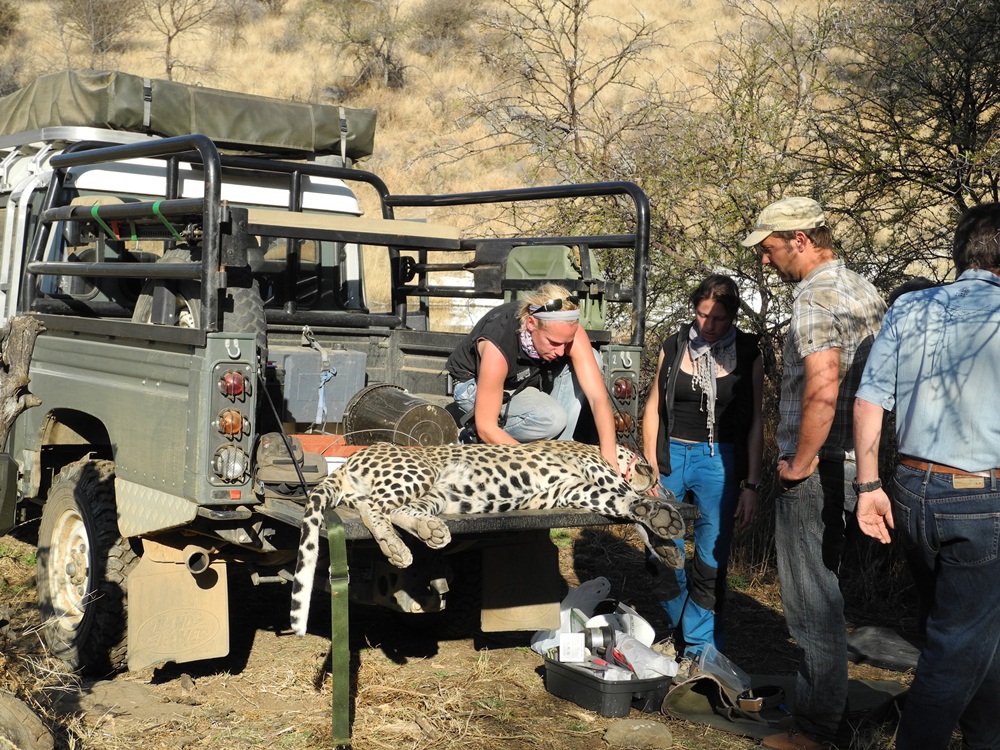 Biosphere Expeditions-Namibia／納米比亞／非洲／旅遊／獵豹