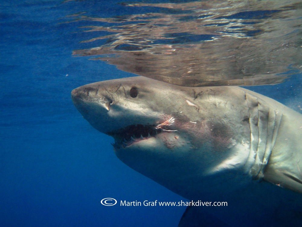 Shark Diver／瓜達魯佩島／美國／旅遊／鯊魚