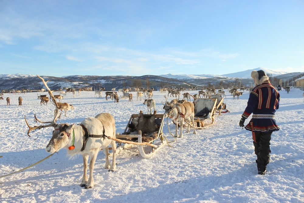 Tromsø Arctic Reindeer／極光／旅遊／特羅姆瑟／挪威