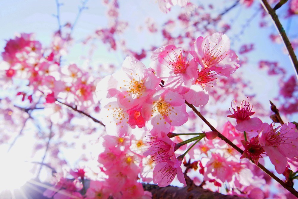 春遊粉紅森林，超夢幻賞櫻景點