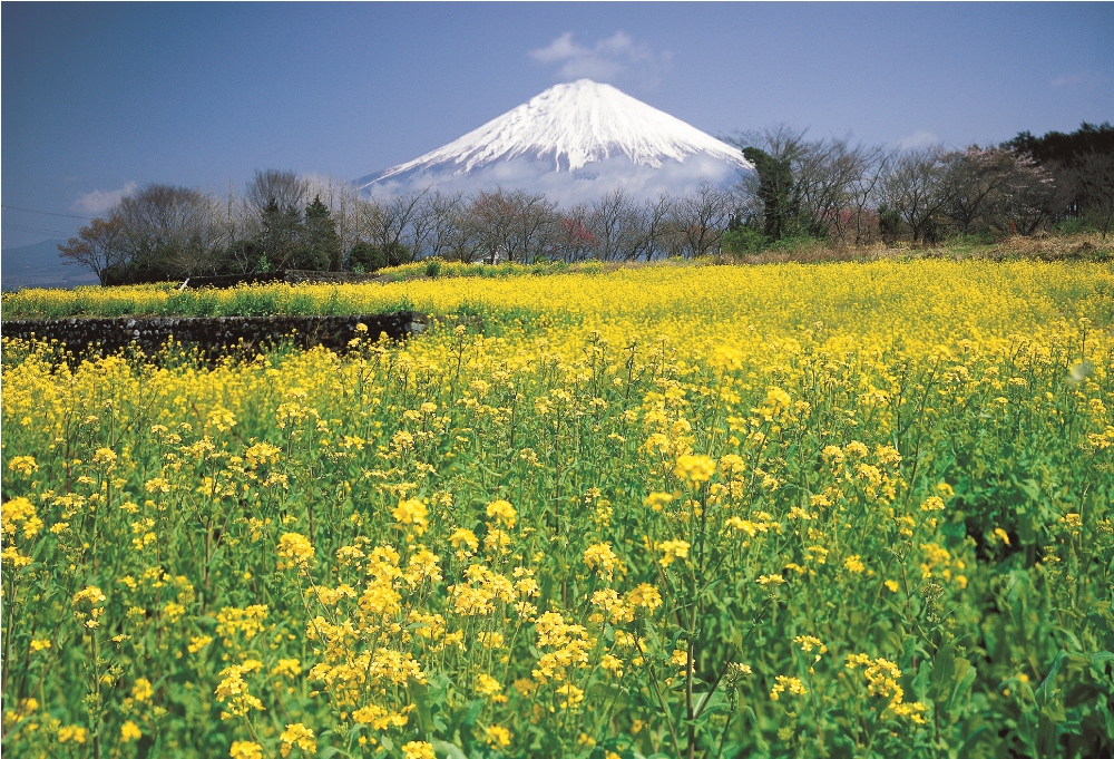 日本的童話世界，富士山腳下的小法國
