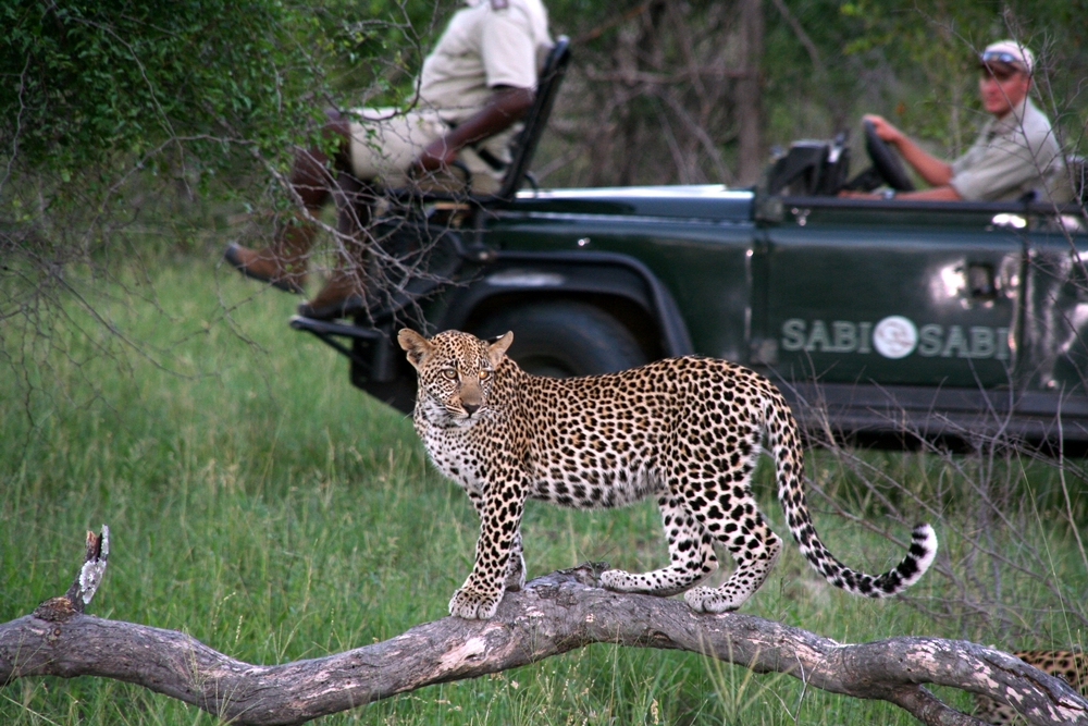 Sabi Sabi／克魯格國家公園／南非／野生動物保護區
