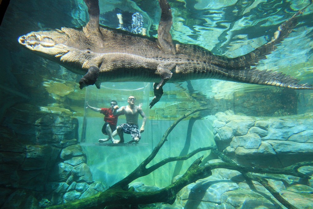 Cage of Death（Crocosaurus Cove Darwin）／極限冒險／鱷魚園