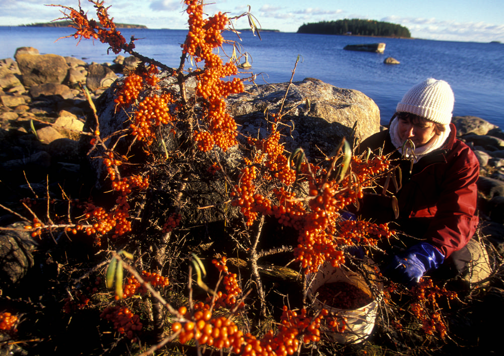 OTMT Exclusive: Fall into Foraging 