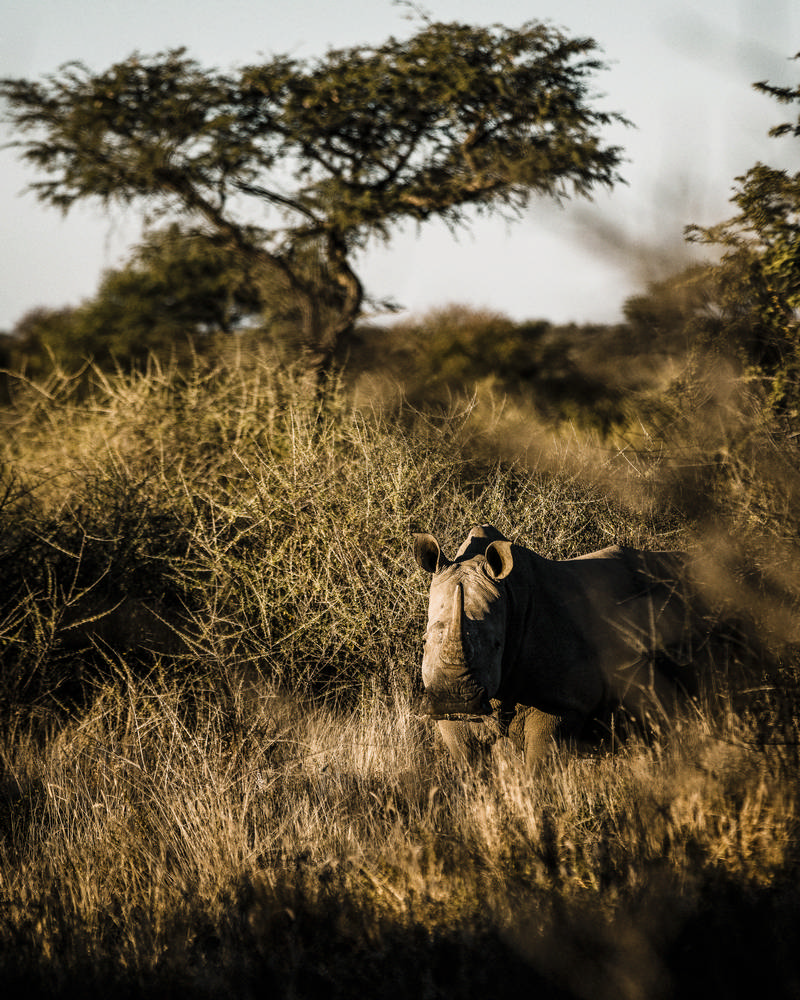 非洲／奈米比亞／Omaanda Namibia／Zannier Reserve／Safari／生態