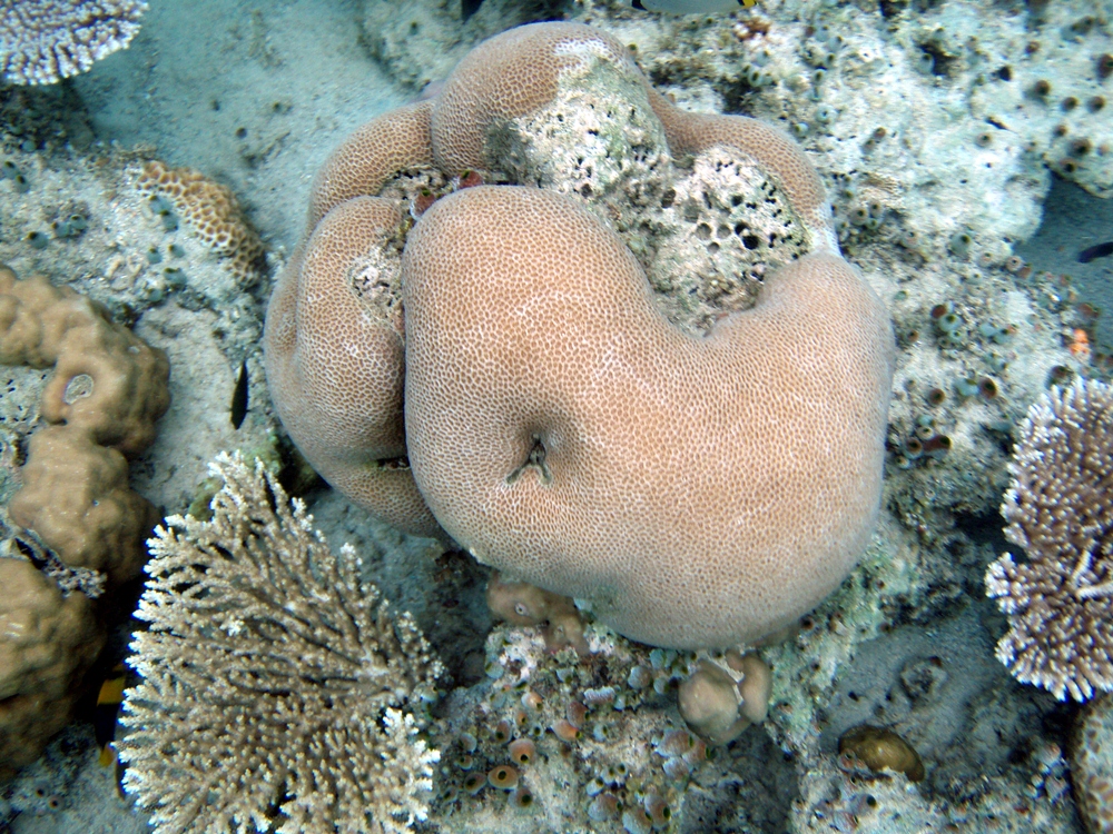 珊瑚礁／帛琉