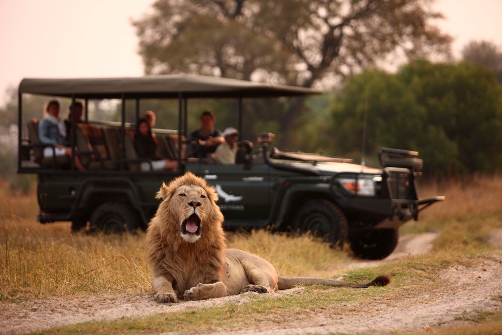 駕車巡遊／獅子／Sandibe Okavango Safari Lodge／Botswana／南非