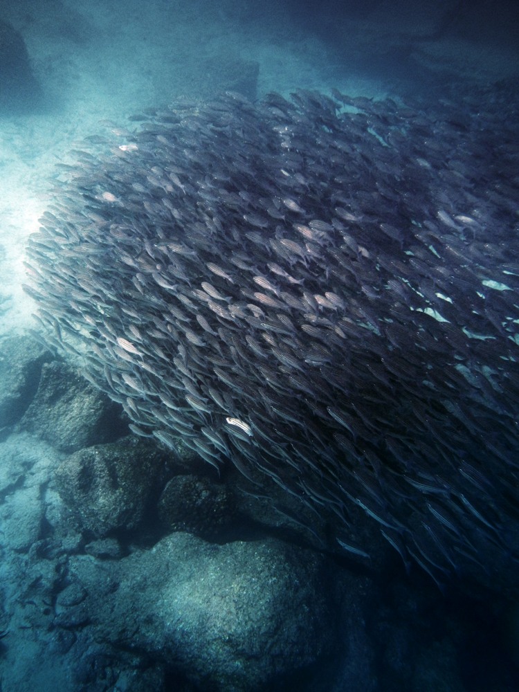 沙丁魚群／馬賽Kyo／旅遊攝影者／加拉巴哥