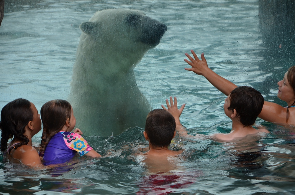 加拿大北極熊是我的跳水教練