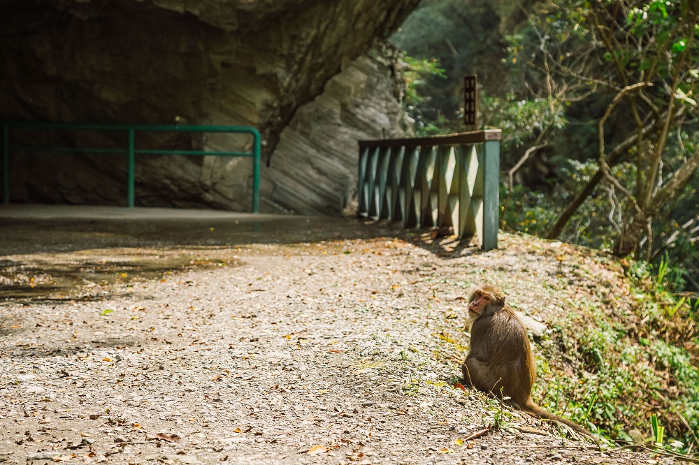 花蓮太魯閣的野生猴子