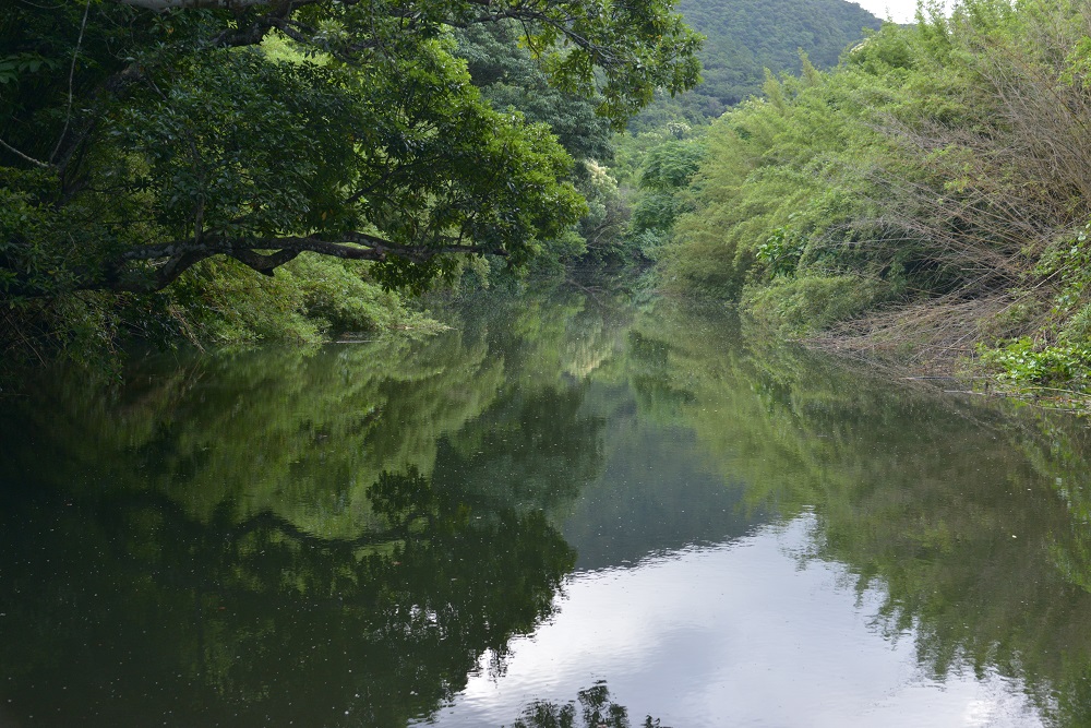 汪洋中的神祕雨林／仲良川／西表島／日本