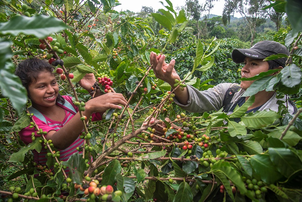 黑森林咖啡莊園／瑪塔加爾帕省／尼加拉瓜