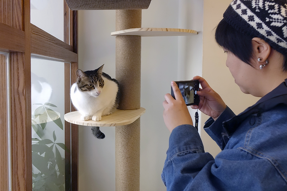 貓咪／2019大人的美好學堂／手機拍貓貓／菜菜子Erica Wu／動物攝影