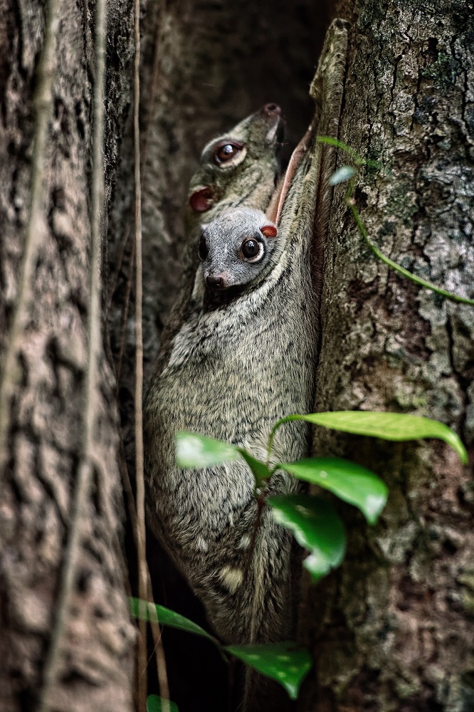 The Datai Langkawi／馬來西亞／熱帶雨林／飛鼠／野生動物