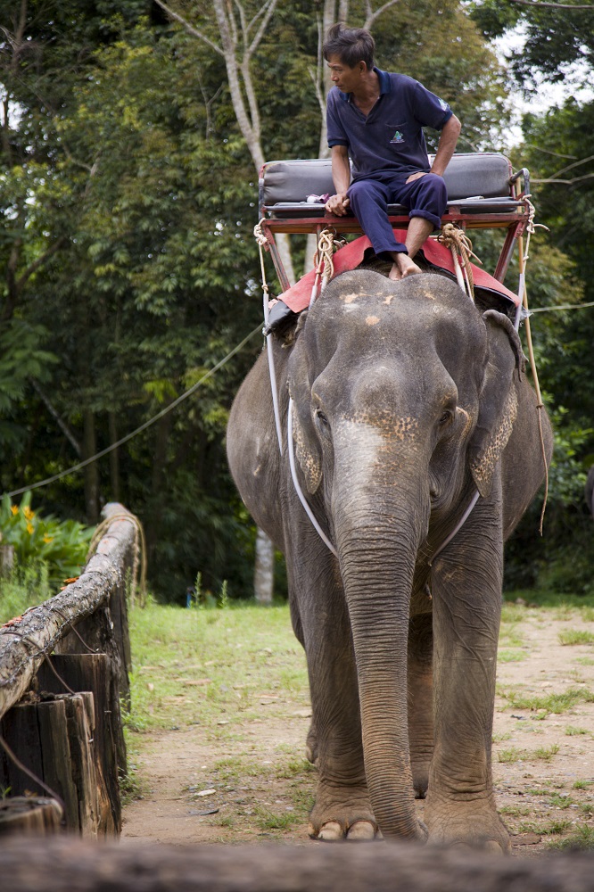 大象營／泰國／騎大象／熱帶島嶼／亞洲象／坐騎