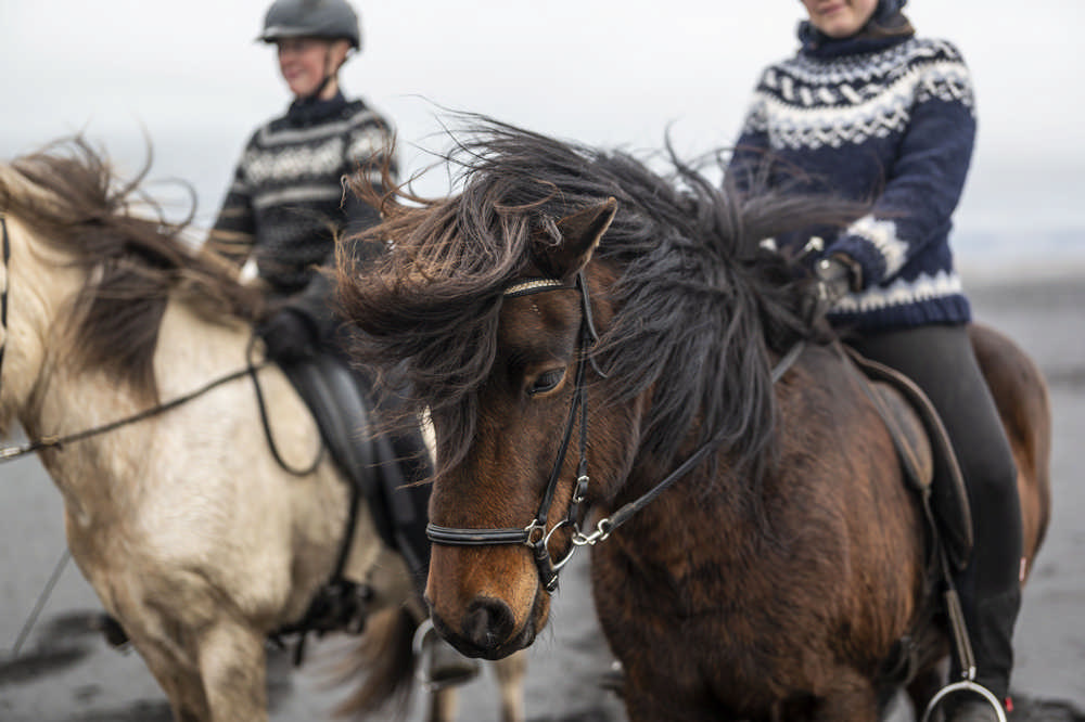 Black Beach Riding Retreat／冰島／冰島馬／Airbnb／騎馬