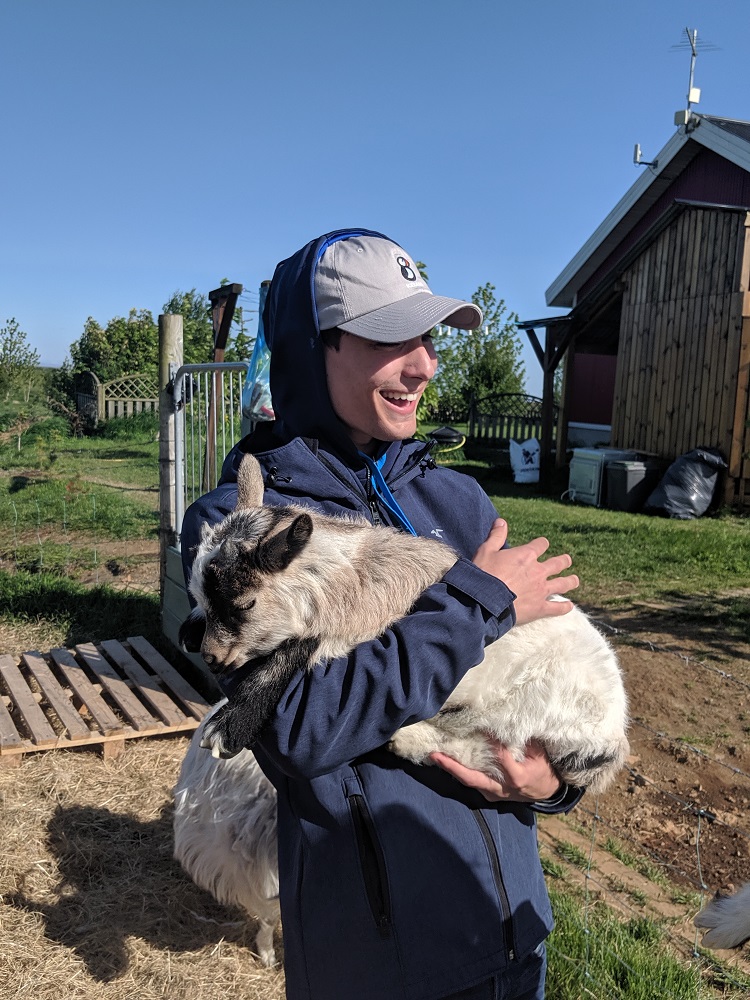 冰島山羊／牧場／冰島旅遊／瀕危物種／療癒互動／動物餵食
