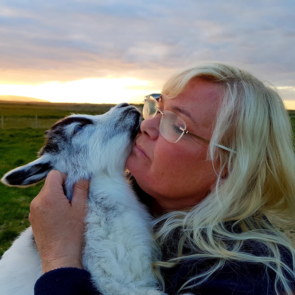 冰島山羊／牧場／冰島旅遊／瀕危物種／療癒互動／動物餵食