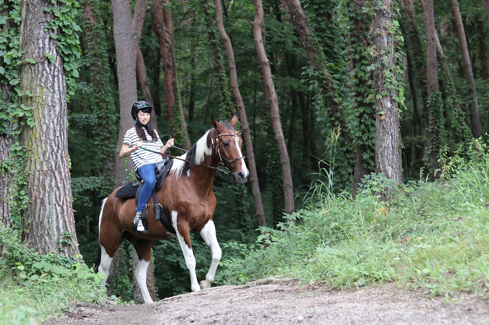 日本八岳／日本旅遊／騎馬體驗／八岳Long Riding／森林騎馬