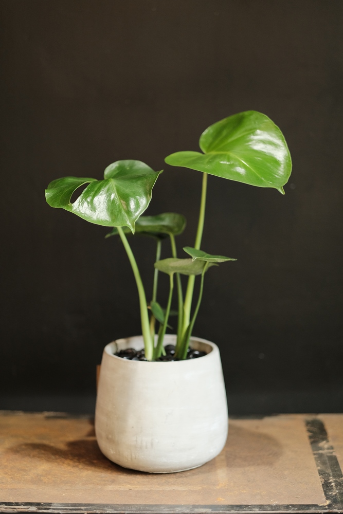 植栽／花間散步／花草植物美學／台中