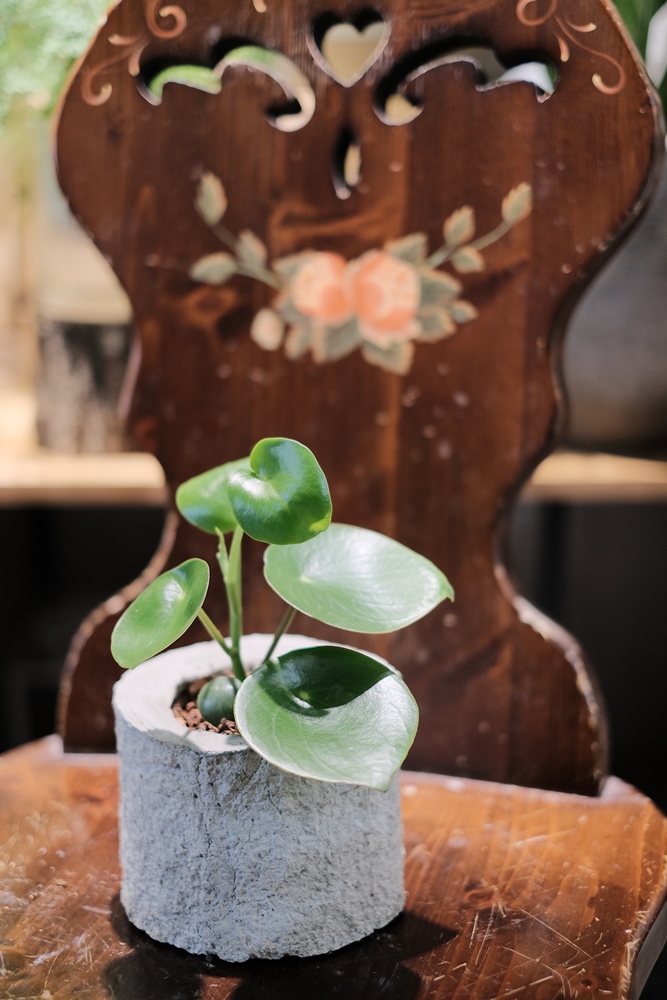 植栽／花間散步／花草植物美學／台中