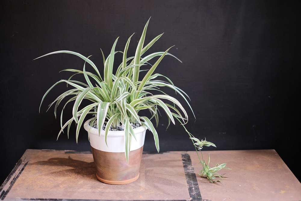 植栽／花間散步／花草植物美學／台中