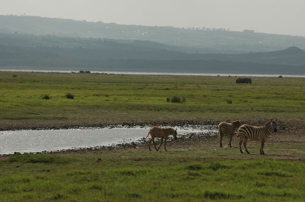 到肯亞旅遊觀賞草原斑馬