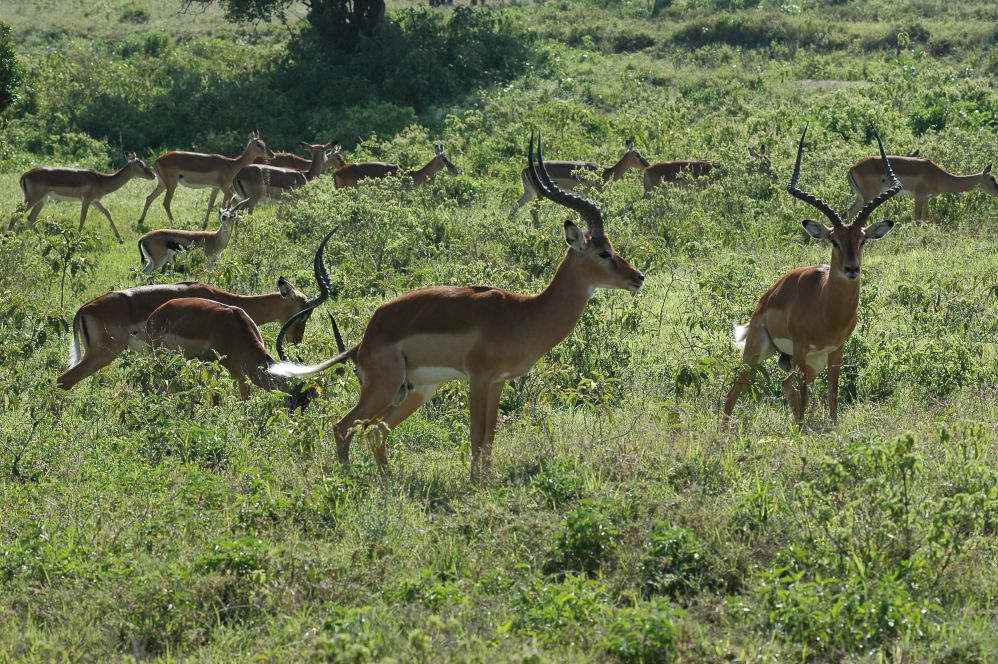 肯亞旅遊中所觀賞到的羚羊群