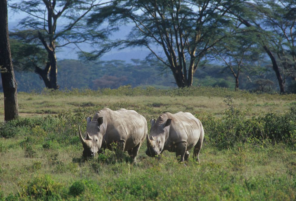 肯亞旅遊觀賞犀牛