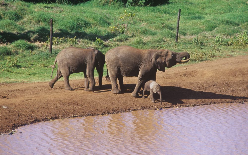 肯亞旅遊觀賞到的大象與小象