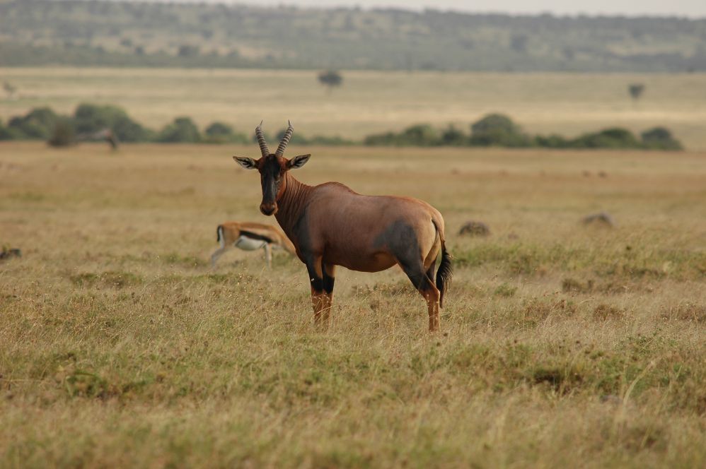 肯亞旅遊遊獵行程中觀賞到的狷羚