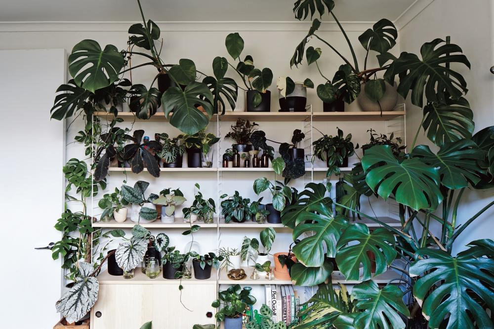 植物／The Plant Society／Jason Chongue／植物專賣店／日本