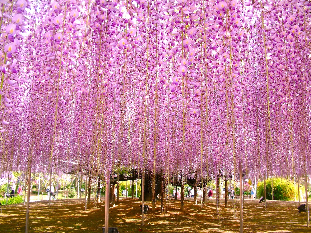 紫藤花／足利花卉公園／JR東日本／日本
