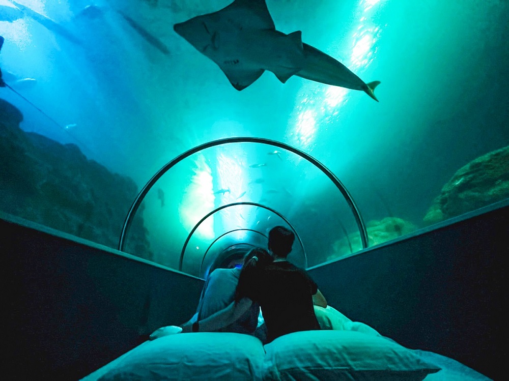 水族館和海底動物一起睡一晚／花火節／KLOOK／澎湖／台灣