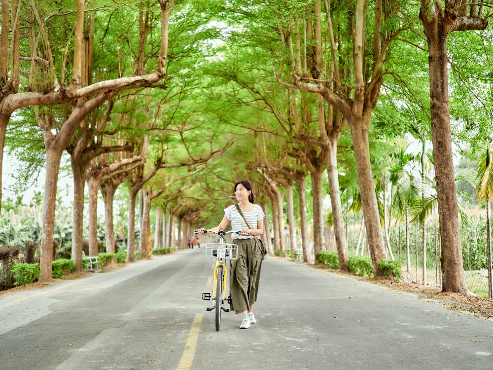 單車／泗林綠色隧道／潮州／屏東／台灣
