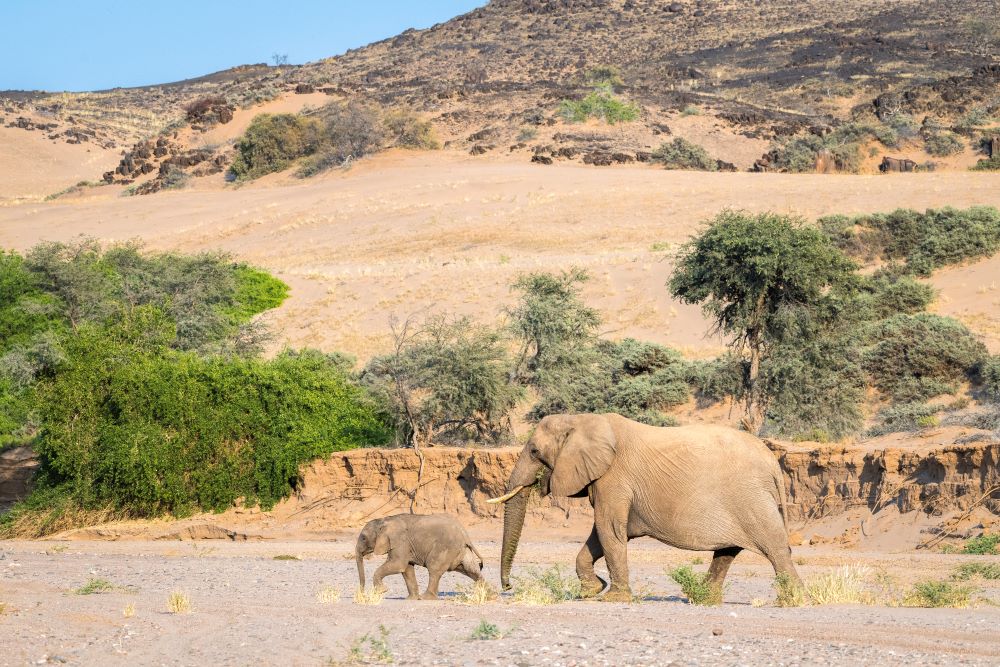大象／納米比亞／Wilderness Safaris／非洲