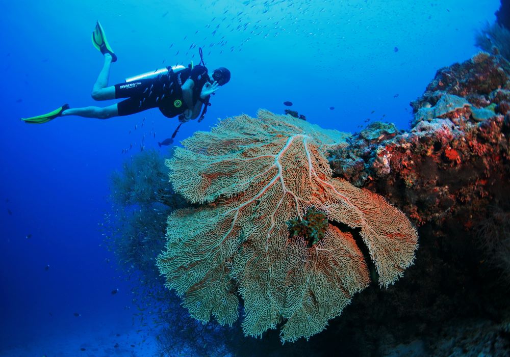 珊瑚／ 馬爾地夫阿米拉度假村及公寓／巴阿環礁／馬爾地夫