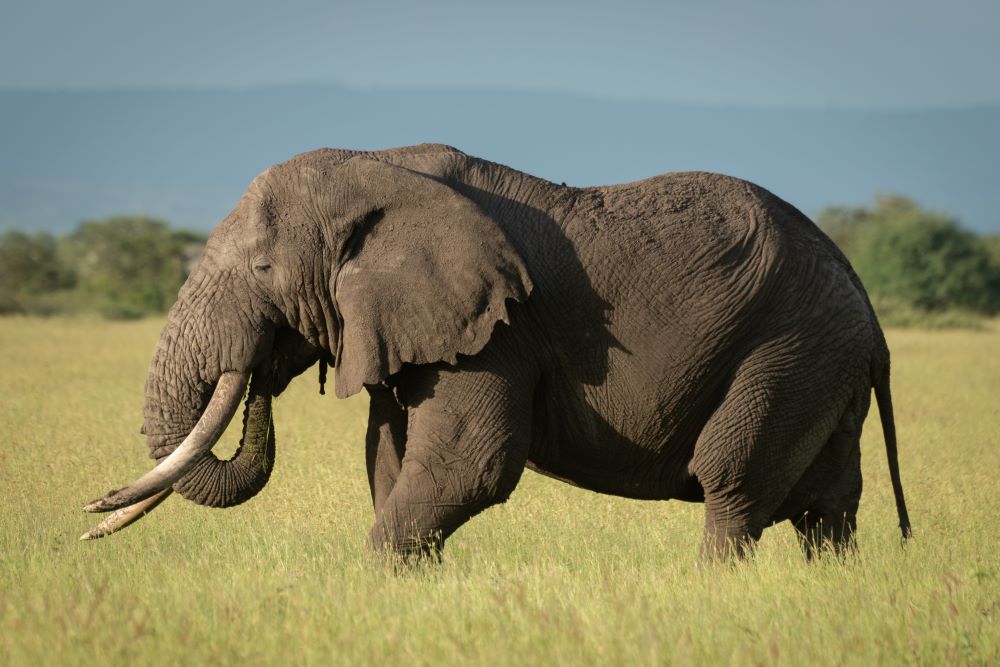大象／Grumeti Serengeti River Lodge／野營／度假村／坦尚尼亞／非洲
