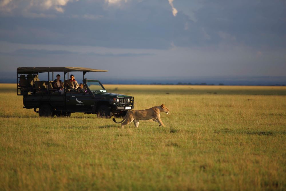 獅子／Grumeti Serengeti River Lodge／野營／度假村／坦尚尼亞／非洲