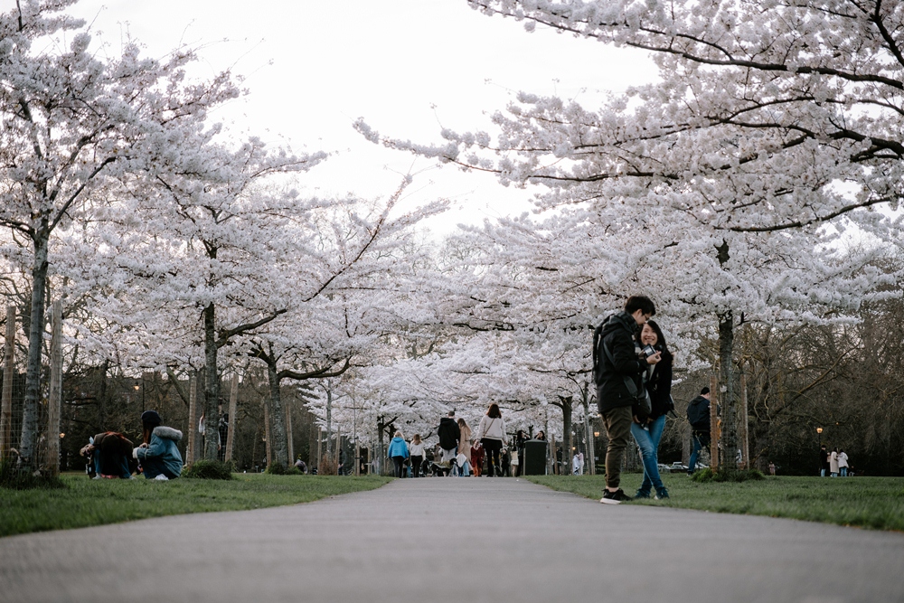 櫻花樹／巴特西公園／賞櫻景點／倫敦／英國
