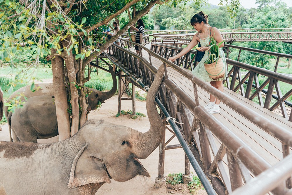 泰國大象王國 Samui Elephant Kingdom Sanctuary，島上最暖心的自然人文體驗旅，來一場最具泰式風情的大象體驗