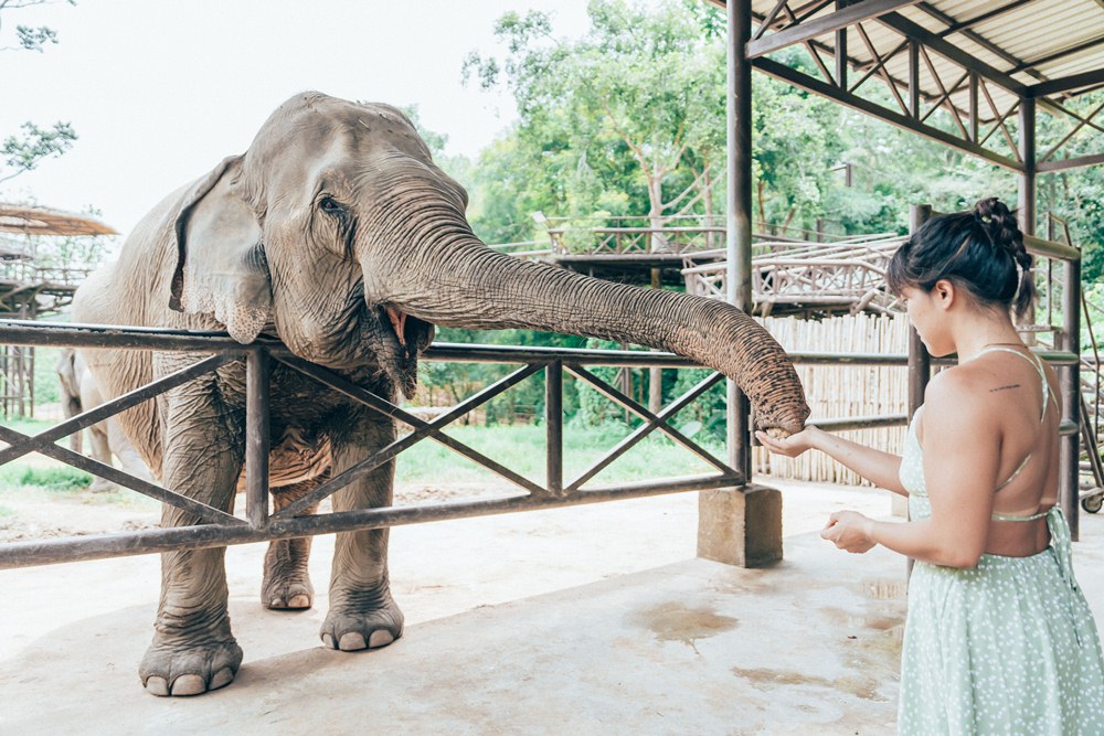 與大象互動／Samui Elephant Kingdom Sanctuary／保護區／蘇梅島／泰國